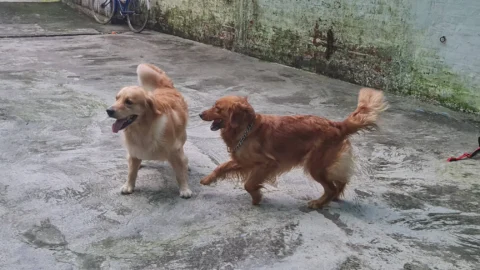 Golden Retriever Mating Video: Peak Excitement vibes.