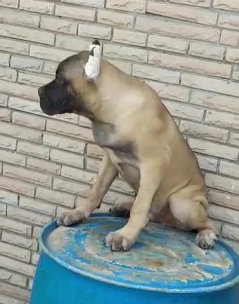 Fawn coat #CaneCorso