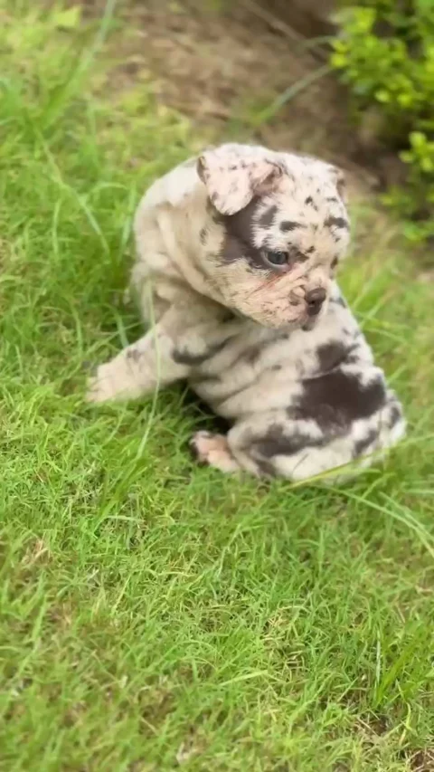 3rd of the 4 Supercute Frenchie Puppies we are posting