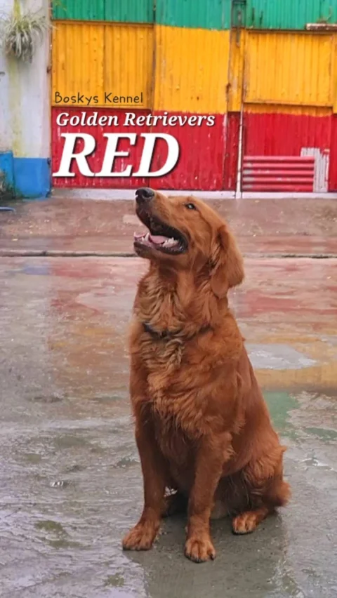 Red Coat Golden Retrievers from Boskys Kennel