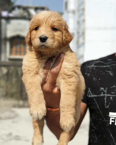 Golden Retrievers ... American Lines