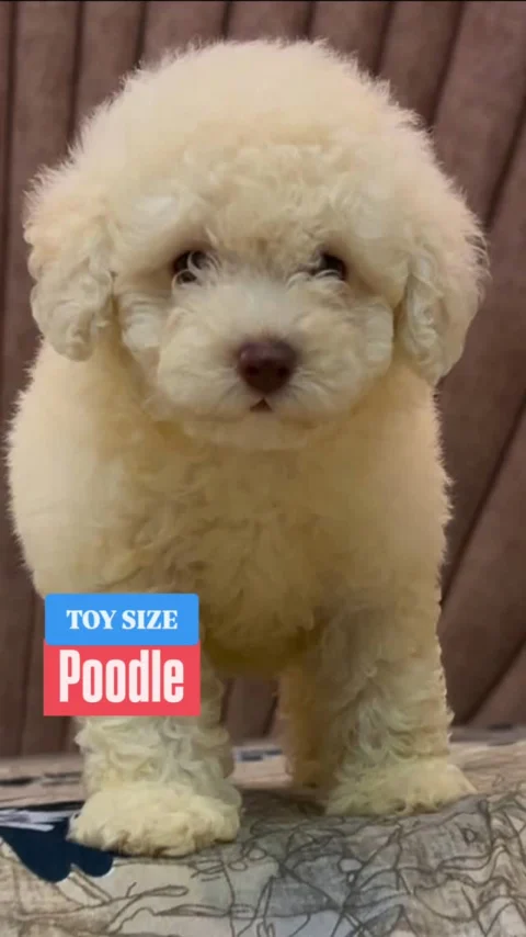Beautiful TOY Size Poodle Cream Puppy Available. Whatsapp: 8250-928-550
