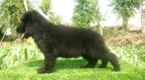 The All Black German Shepherd