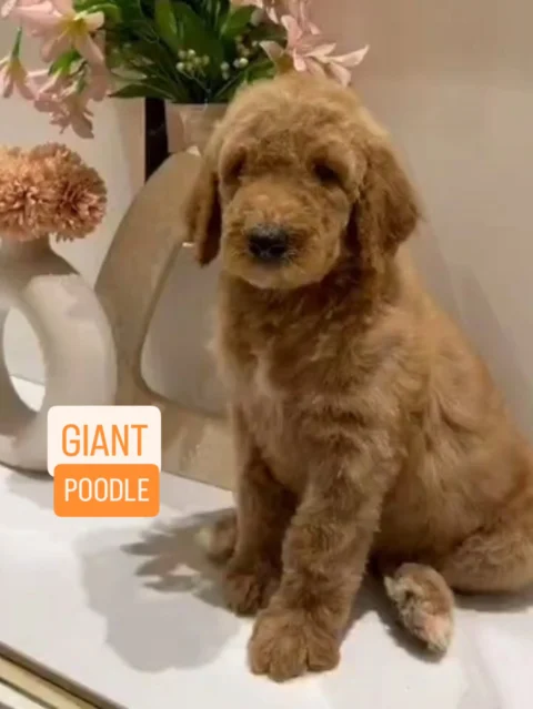 Meet COSMOS, The Giant Poodle in Sikkim