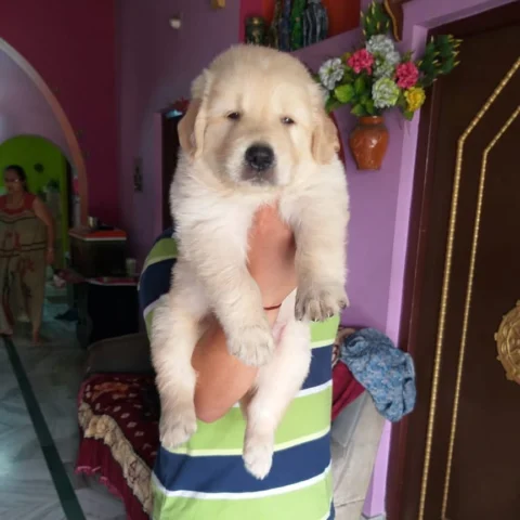 Cute Golden Retriever Puppy .