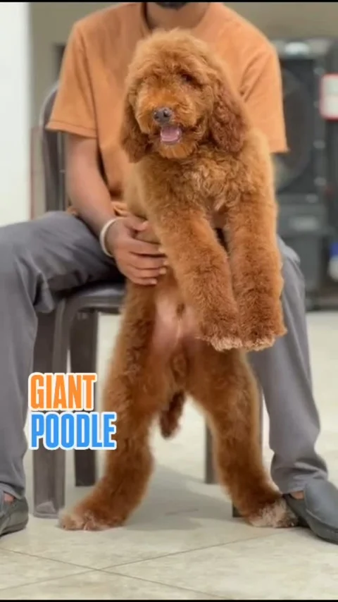 Handsome Giant Poodle Avaliable with KCI