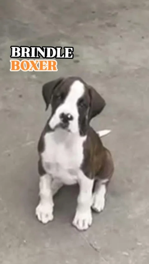 Brindle Boxer Pup