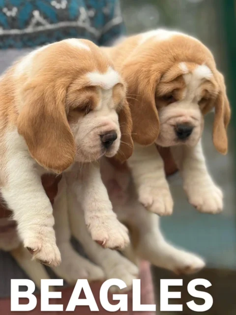 🐾 Heavy Wrinkled Beagle Puppies Available 🐾