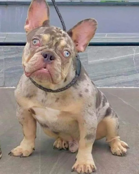 Handsome Fella has done it again.