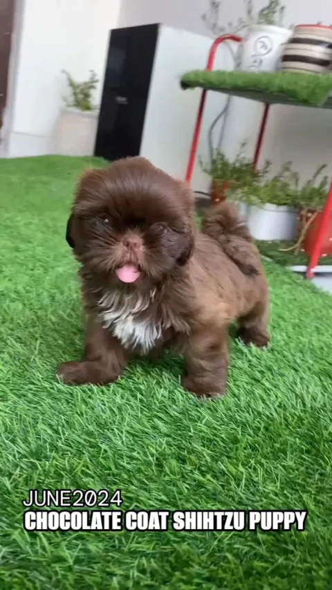 Chocolate Coat Shihtzu Pup available