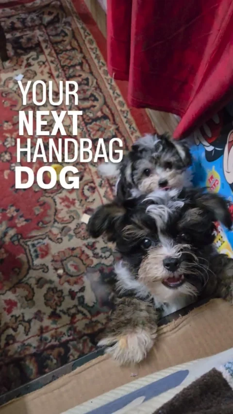 Tiny paws. Luxury attitude.