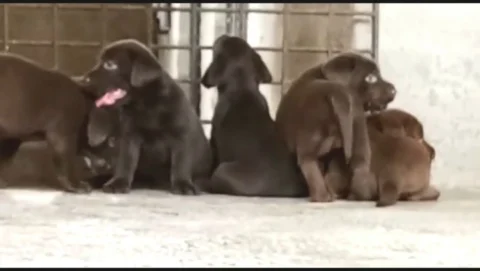 The Labrador Retriever, or just Labrador, is a large type
