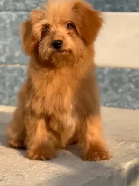 🌟 GOLDEN DOODLES OF PURE JOY 🌟