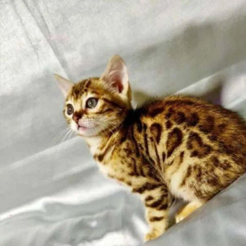 Bengal Kittens
