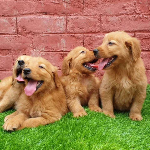 Beautiful Golden Retrievers ready. Clearance sale going on. Whatsapp us
