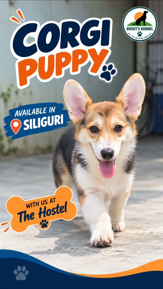 🐾 A Corgi can be the perfect addition to a