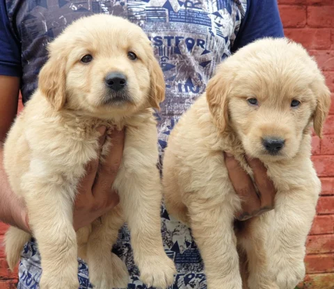 Golden Retriever Male