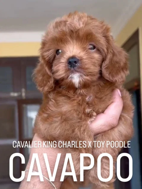 🐶✨ Meet These Adorable Cavapoo Puppies! ✨🐶