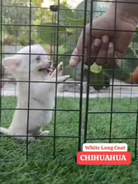 🤍 Full White Long Coat Chihuahua Puppy 🤍