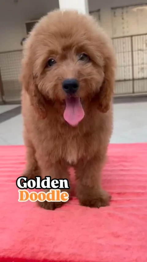 Golden Doodle Puppies Available