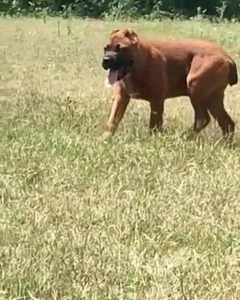 Fawn Coat Outstanding Quality Cane Corso