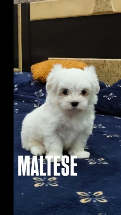 Cute Maltese Puppy. Full White Playful dog breed from Malta