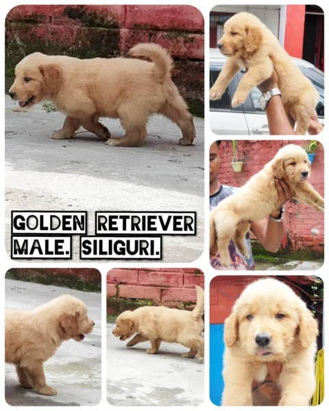 Golden Retriever Puppies