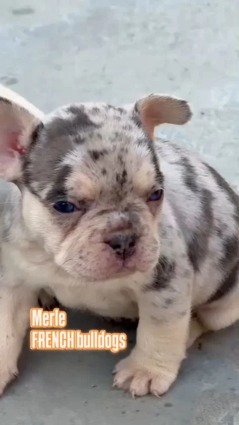 Merle #Frenchbulldogs