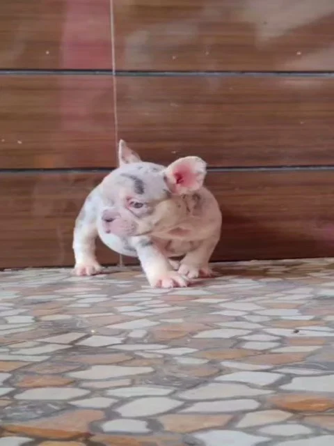 🐶 EXOTIC FRENCHIES NOW AVAILABLE 💎