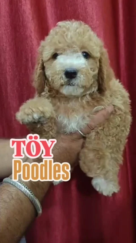 Toy Size Golden Poodles