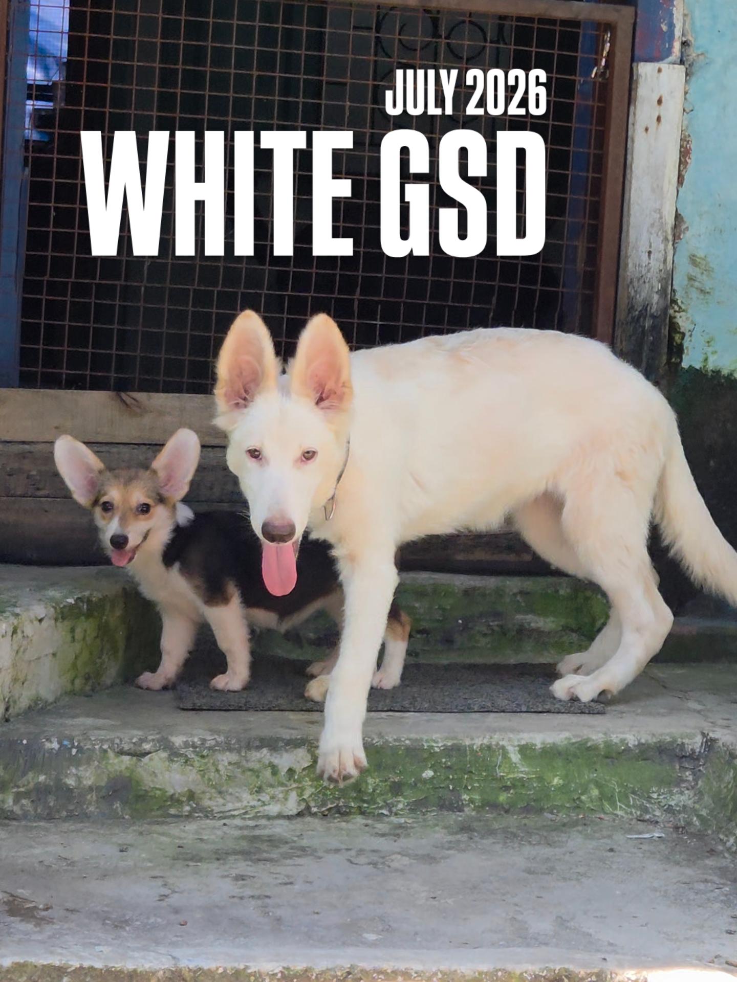 Some friendships begin with a wag. Others begin with a