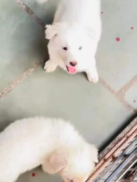 🐾✨ Rare Sparkling Pure White German Shepherd Puppies Available ✨🐾