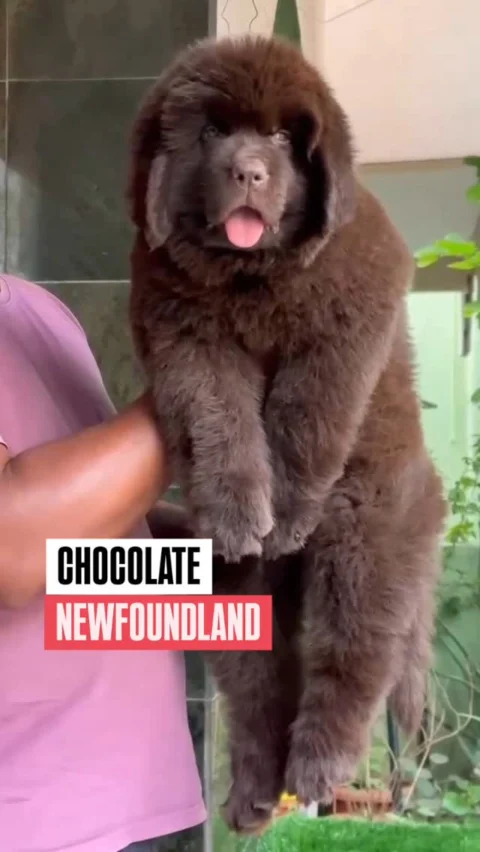 Attractive Chocolate Newfoundland Pup available