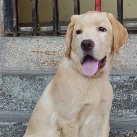 Labrador Male 4 months old.