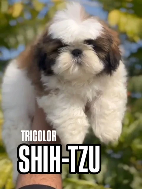 Rare Tricolor Shih Tzu Puppies Available 🖤🤍🤎
