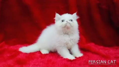 📸✨ Snow-White Persian Beauties Now Available!