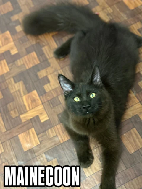 Royal Maine Coon presence