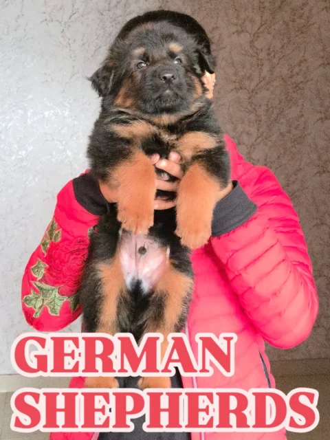🐺 Heavy Double-Coat German Shepherd Puppies 🐺