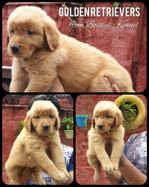 Beautiful Golden Retrievers