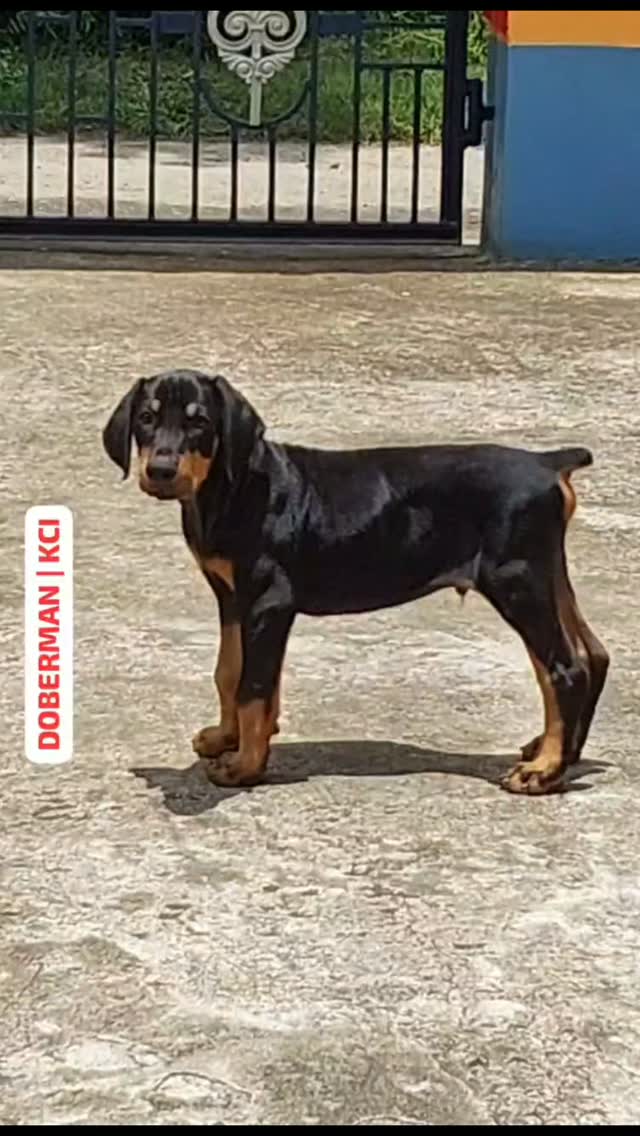 KCI REGISTERED DOBERMAN 🖤
