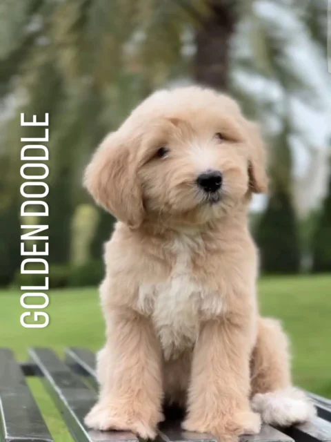 Wrapped in the warmth of golden cream, finished with the