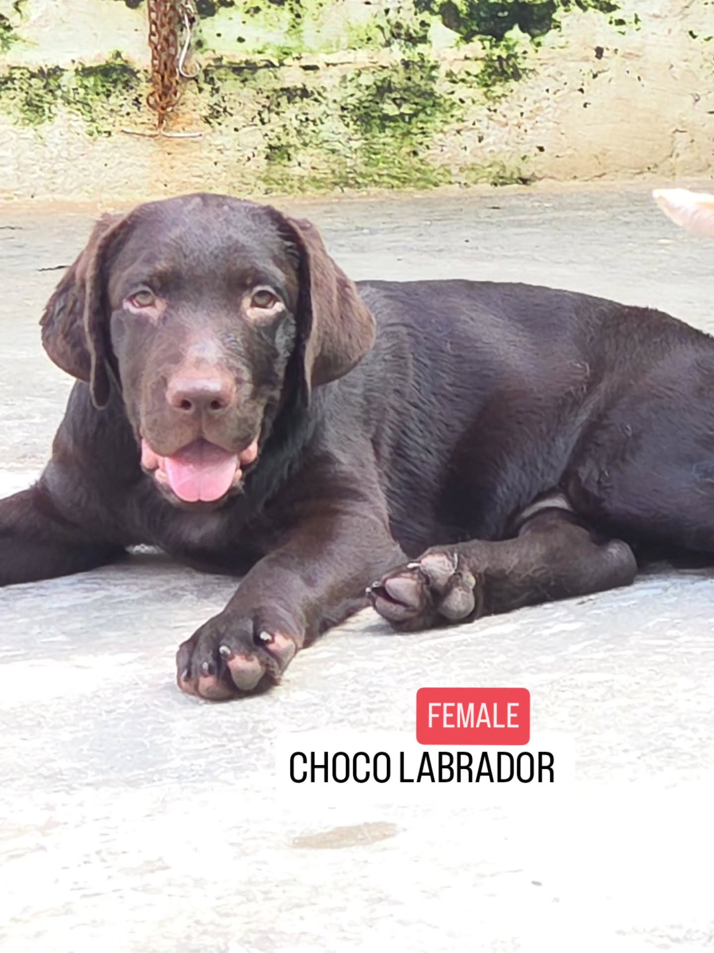 Chocolate. Built for the field. 🇮🇳