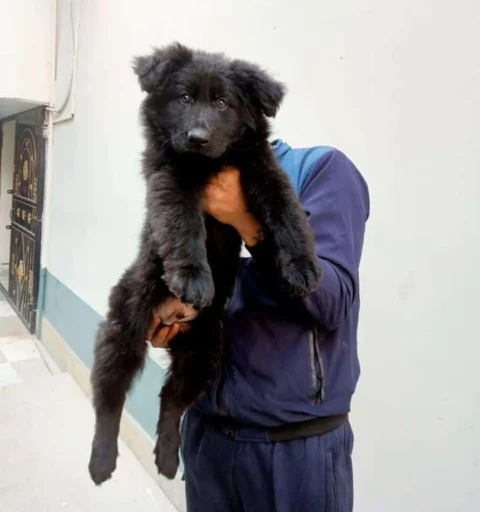 The Full Black #GermanShepherd