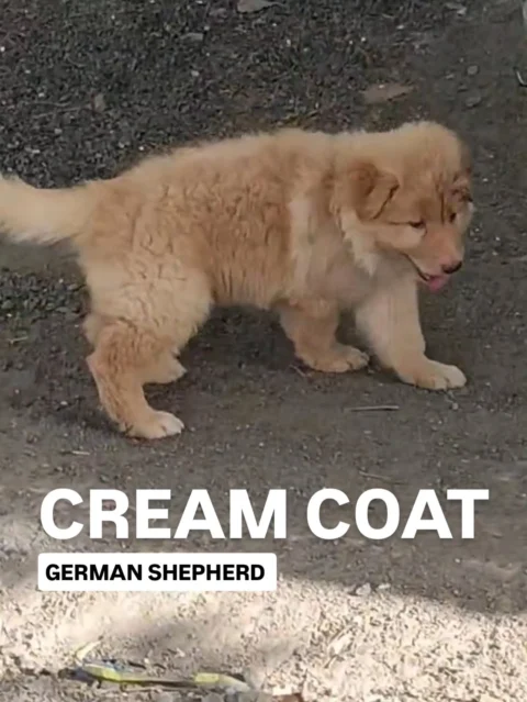 The kind of puppy that makes strangers stop, smile, and