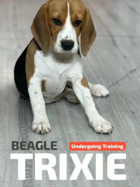 Meet Trixie 🐶 — our smart tricolor Beagle showing off