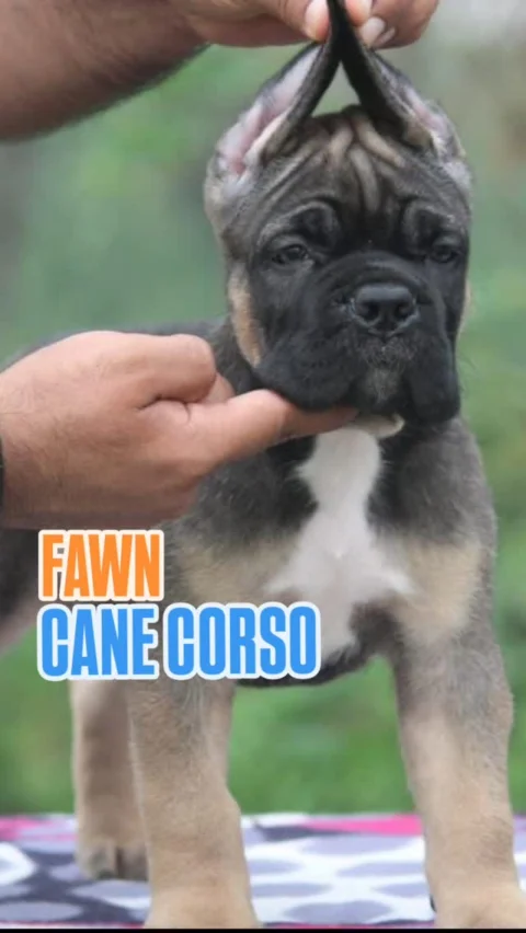Handsome Fawn Cane Corso available