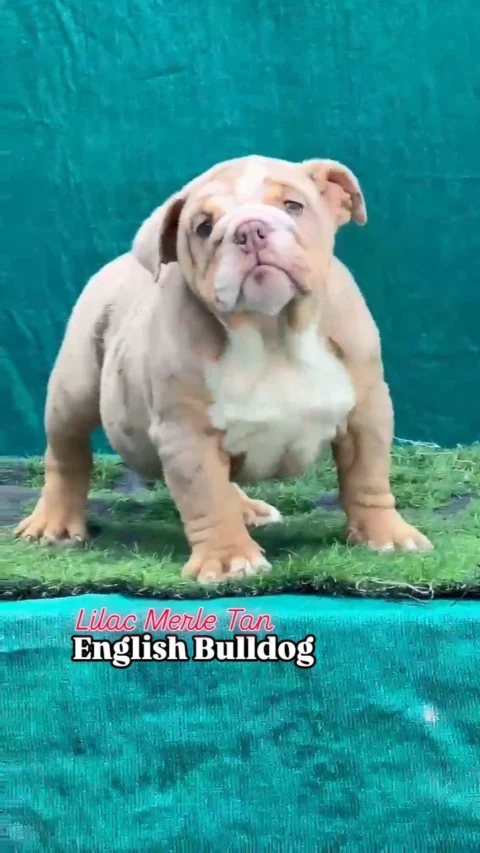 Lilac Merle Tan English Bulldog Female 3 months