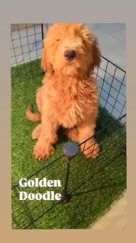Rare one. The Golden Doodle 3months Pup.