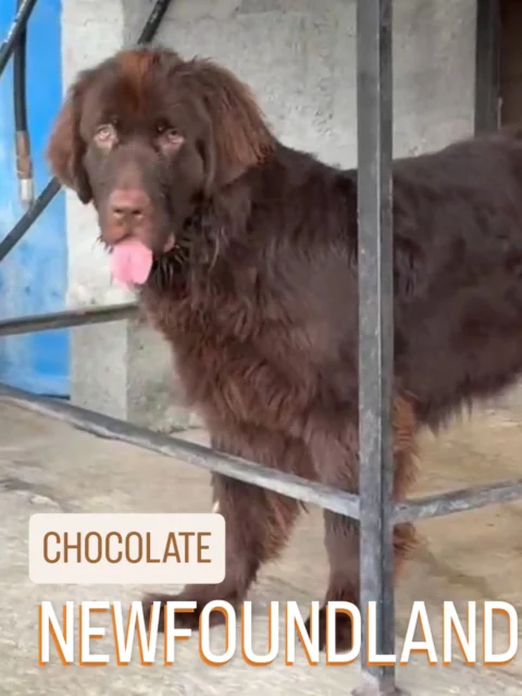 Not every dog is meant for every home…