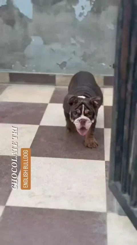Built like a tank. Wrapped in luxury. 🐾🤎